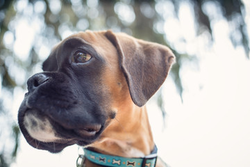 Fototapeta premium Close up on dog's head.