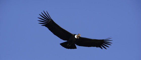 Condor Andino