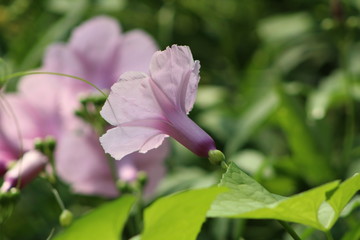 DrumFlower