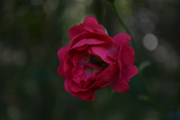 hermosa rosa fucsia en medio del bosque