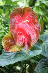 Leaf