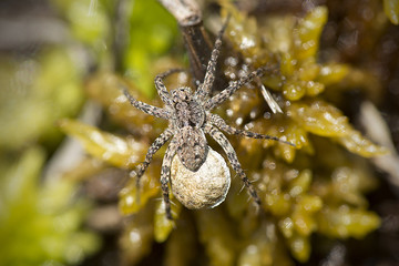 Wolf spider carrying an egg sac on Mt. Sunapee.