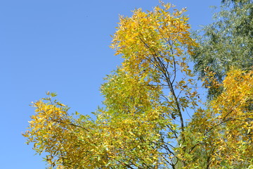 árbol en otoño amarillo vibrante