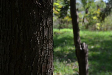 primer plano de corteza del arbol