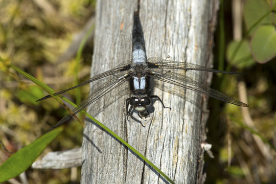 Chalk fronted corporal dragonfly on Mt. Sunapee in New Hampshire.