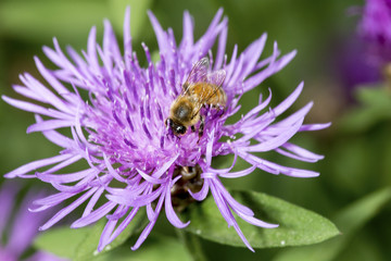 Western honey bee pollinator foraging on a bergamot flower.