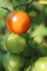 garden tomato