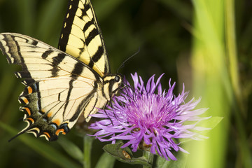Tiger swallowtail butterfly on a lavender bergamot flower.