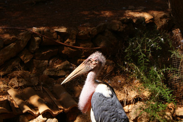 Marabú africano adulto de perfil en día soleado de verano en recinto natural de zoo de Santa Eugenia, isla de Mallorca, Islas Baleares, España.