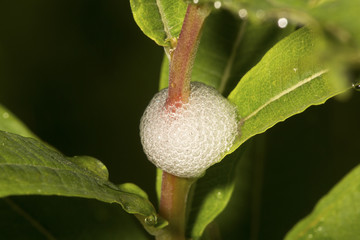 Spittle bug foam on the stem of a plant.