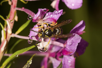 Yellow jacket wasp foraging on fireweed flowers in New Hampshire.