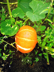Pumpkin grows in the garden