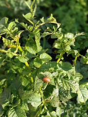 The larva of the Colorado potato beetle on potato Bush chewing on the leaves