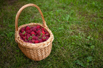 Fototapeta na wymiar raspberries in basket