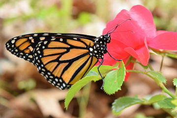Fototapeta na wymiar Male Monarch Butterfly on Red Rose