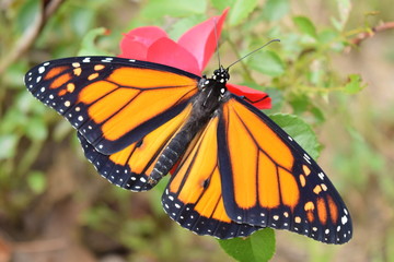Male Monarch Butterfly on Red Rose