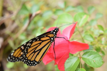 Male Monarch Butterfly on Red Rose