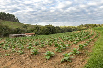 Fototapeta na wymiar Área plantada com fumo em propriedade rural brasileira
