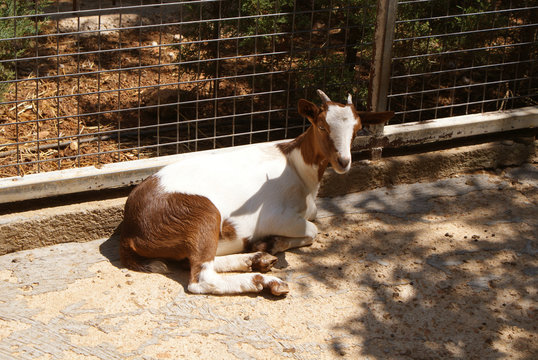 Cabra enana nigeriana blanca y marr&oacute;n tumbada descansando en suelo en d&iacute;a soleado de verano en corral de zoo de Santa Eugenia, isla de Mallorca, Islas Baleares, Espa&ntilde;a.	