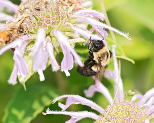 Honeybee (Apis Mallifera) gathering nectar and pollen on flowers.