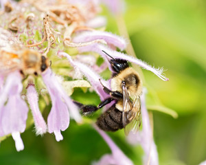 Honeybee (Apis Mallifera) gathering nectar and pollen on flowers.