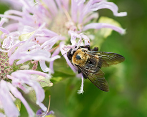 Honeybee (Apis Mallifera) gathering nectar and pollen on flowers.