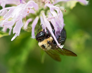 Honeybee (Apis Mallifera) gathering nectar and pollen on flowers.