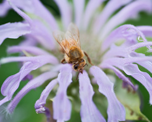 Honeybee (Apis Mallifera) gathering nectar and pollen on flowers.