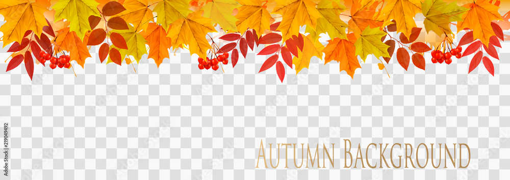 Poster Abstract autumn panorama with colorful leaves on transparent background Vector