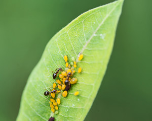 Aphids (Aphidoidea superfamily) feed on the sap of plants and secrete a sugary substance called...