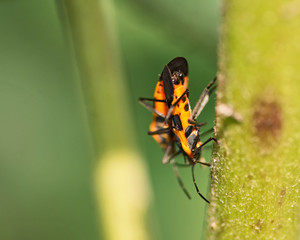 Large milkweed bugs, Oncopeltus fasciatus,  on the common milkweed, Asclepias syriaca