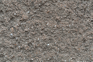 Plastered wall of sea sand with impregnations of shells of small marine mollusks