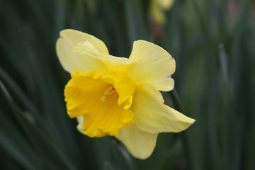 Wonderful Yello Daffodil