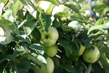 Äpfel am Baum mit Morgentau 3