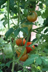 Tomaten im Gewächshaus - reif und unreif