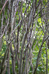 Tree branches in the forest at a sunny day.