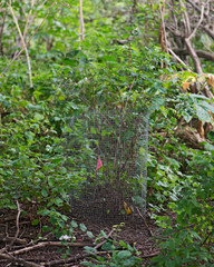 Fototapeta premium Protect young trees from deer, rabbits and small animals with wire fencing