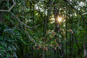 outdoor forest nature scenery landscape beautiful view through tree branches to sun rays in evening time 