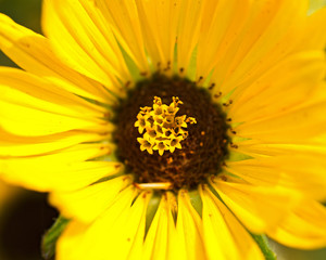 Blooming Compass perennial plant  from Aster family (Asteraceae). Silphium laciniatum. Native to North America.