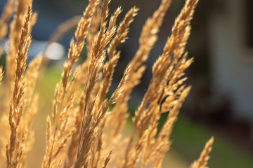 Fototapeta premium Golden Feather Reed Grass with a Blurred Background