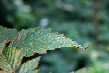 Green Leaf with a Blurred Background