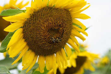 Sunflower blooming in front of sunflower field