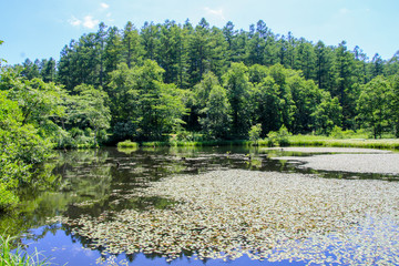 Fototapeta premium みどりヶ池