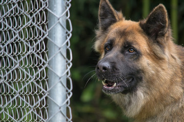 german shepherd dog behind bars