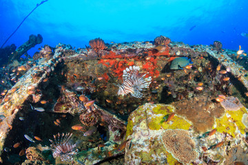 Fototapeta na wymiar Predatory Lionfish patrolling an old, rusting shipwreck in a tropical ocean