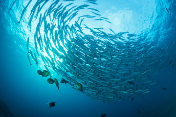 A swirling tornado of Barracuda in blue water above a warm, tropical coral reef