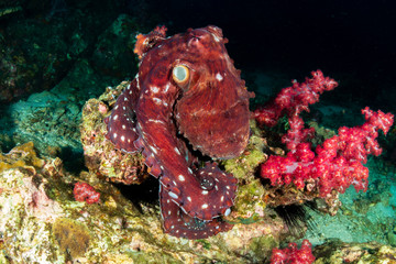 A large Octopus hunting out in the open on a tropical coral reef at dawn (Richelieu Rock, Thailand)