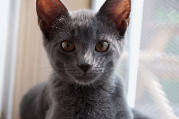 Close up of a grey Russian cat.