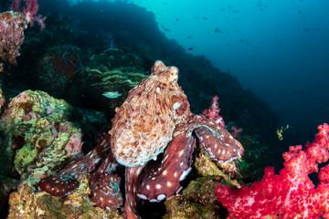 A large Octopus hunting out in the open on a tropical coral reef at dawn (Richelieu Rock, Thailand)