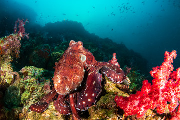 A large Octopus hunting out in the open on a tropical coral reef at dawn (Richelieu Rock, Thailand)